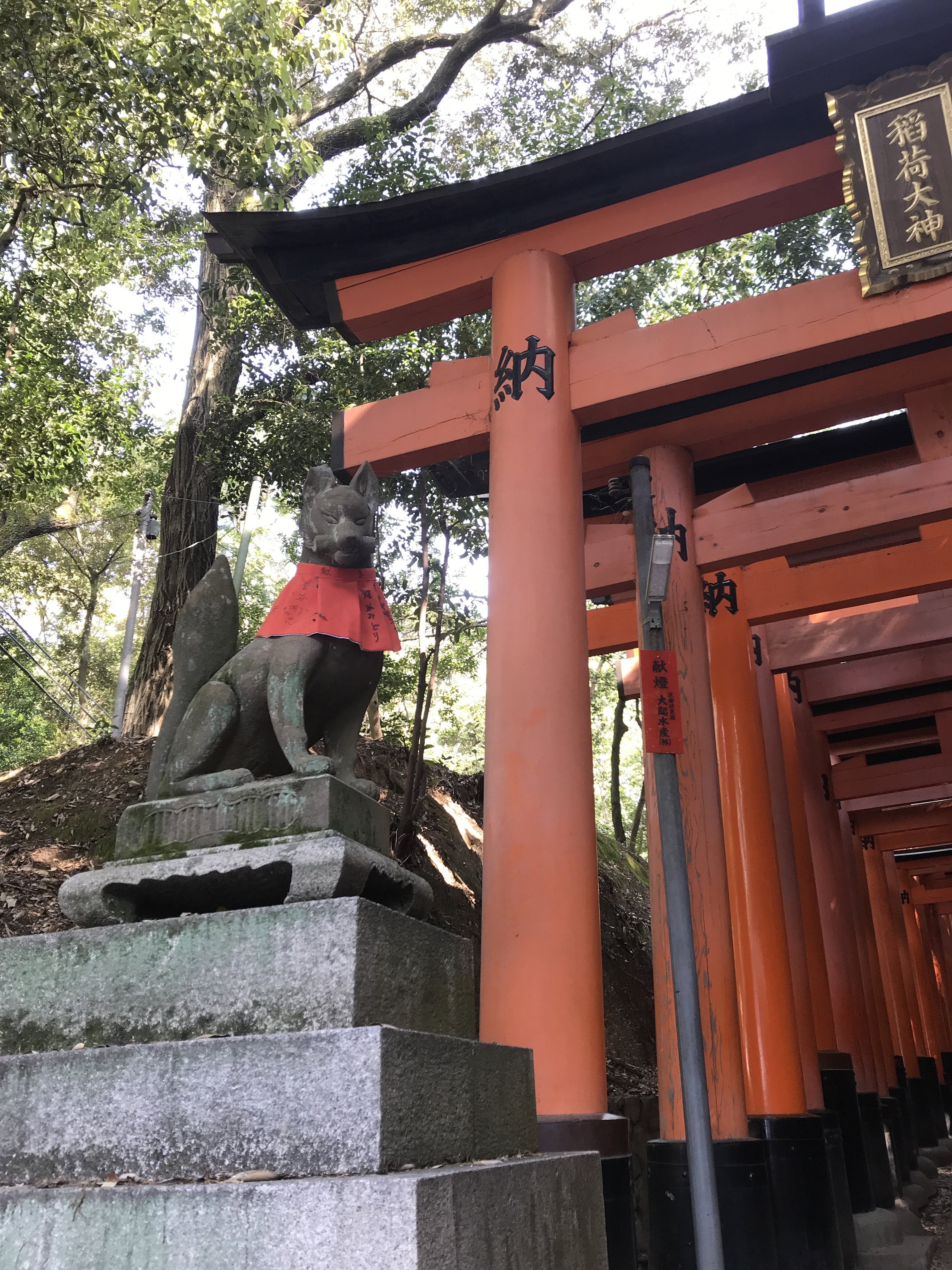 Inari messenger fox and torii gates