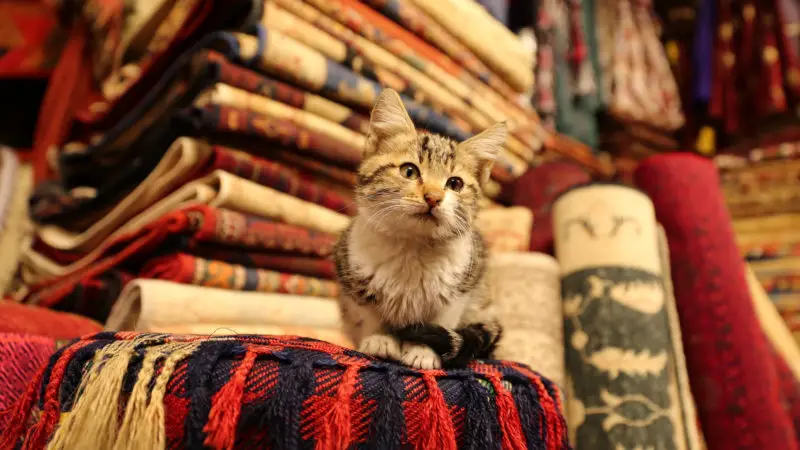 Kitten sitting on Turkish Traditional Carpets in Goreme, Nevsehir, Turkey